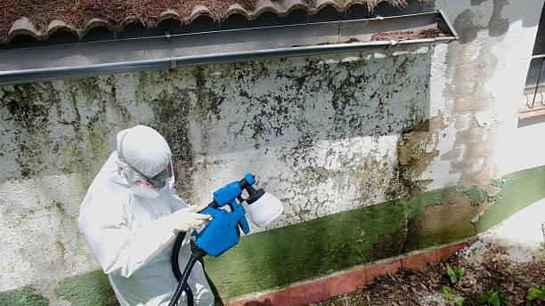 Trusted Commercial Mold Remediation service in Lincoln Park, MI - Cheap Mold Removal